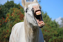 Schimmel Pferd zeigt Zähne
